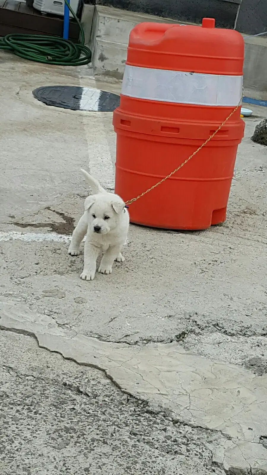 롯데백화점삼품권 5만권2장10만권1장